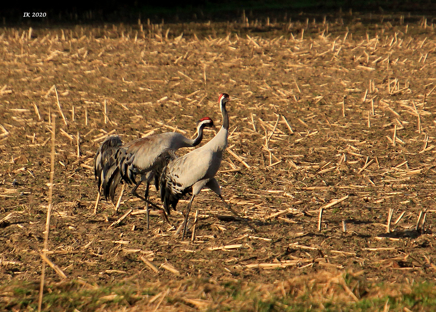 auf dem Feld Foto Bild tiere wildlife wild auf dem Feld Foto Bild tiere wildlife wild