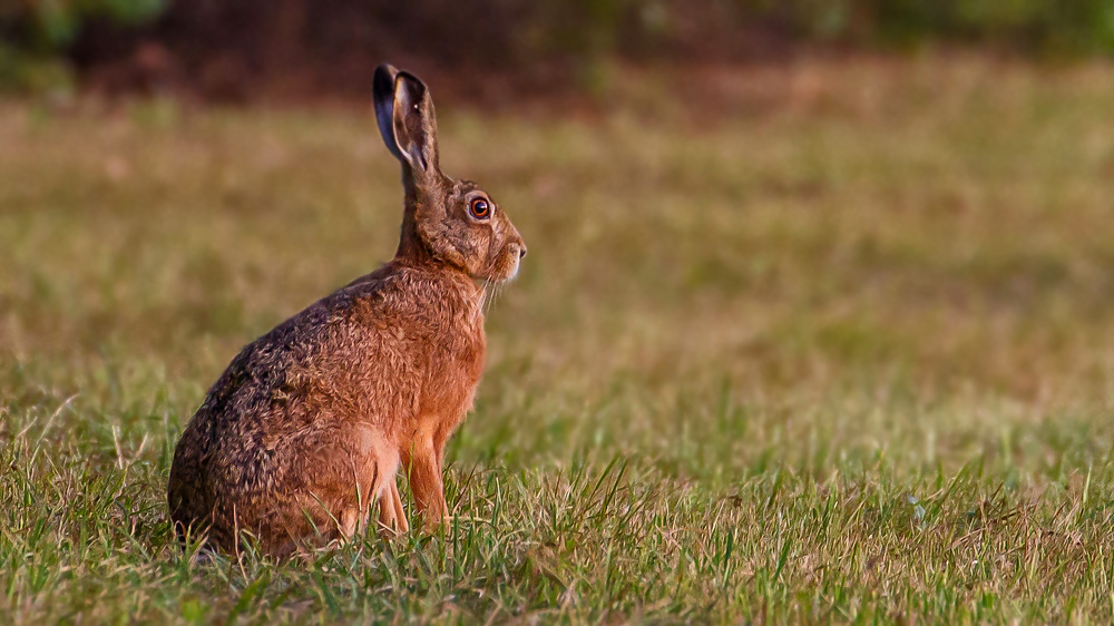 Auf dem "FELD" - Hase