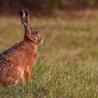 Auf dem "FELD" - Hase