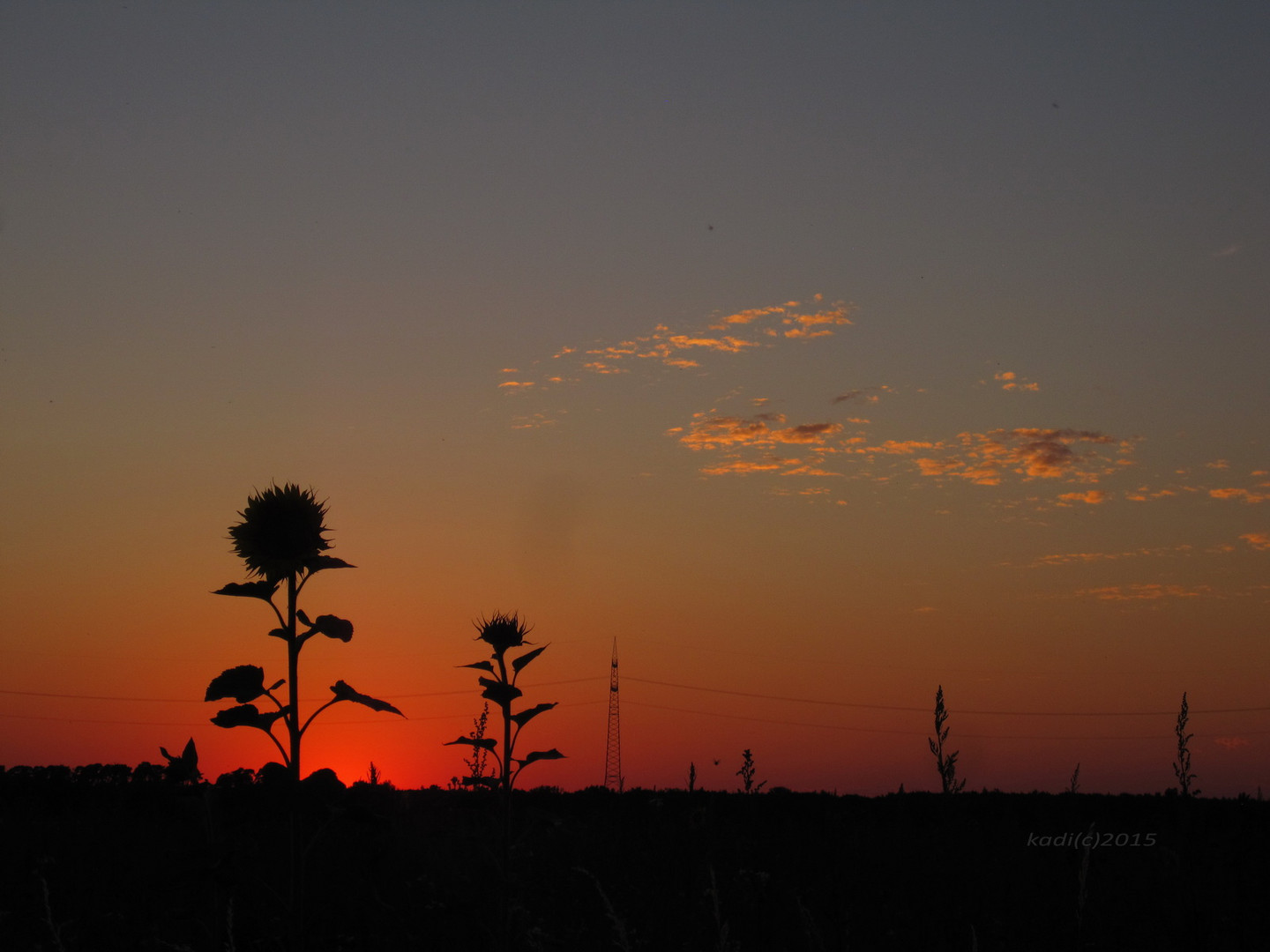 auf dem Feld - Sonnenblume bei Abendrot