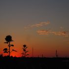 auf dem Feld - Sonnenblume bei Abendrot