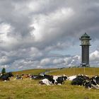 auf dem Feldberg