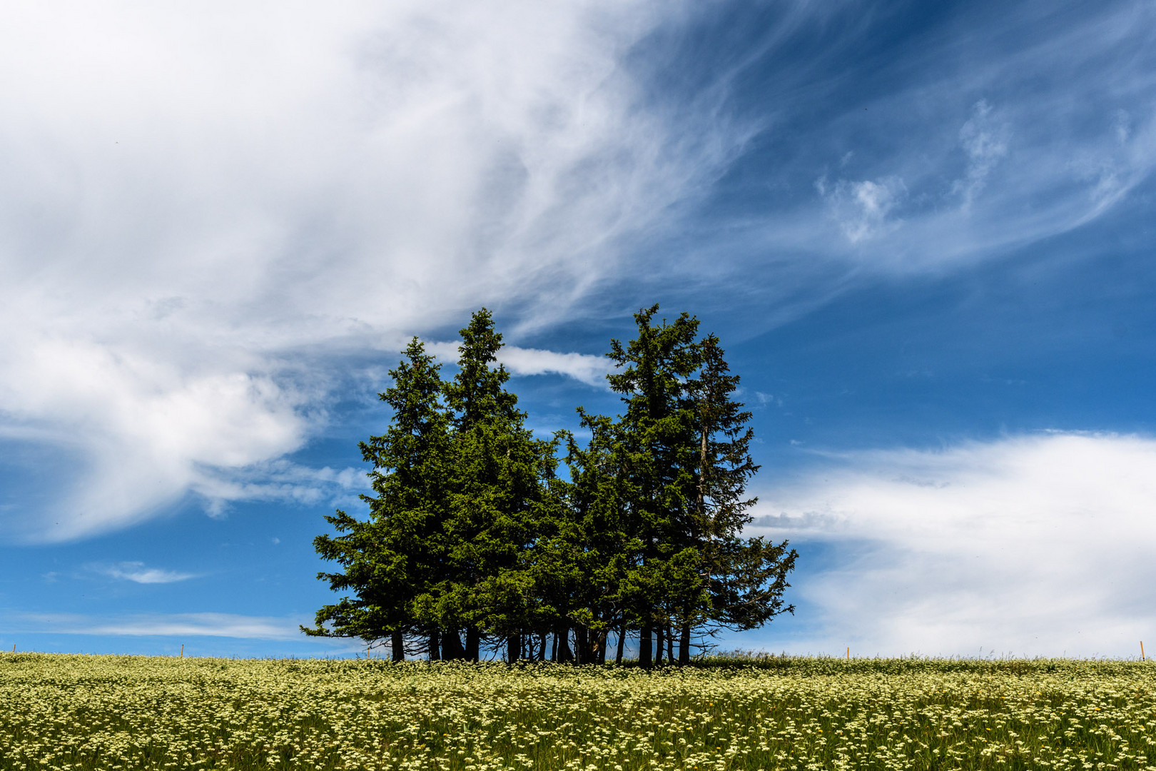 Auf dem Feldberg