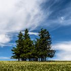 Auf dem Feldberg