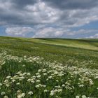 Auf dem Feldberg im Schwarzwald