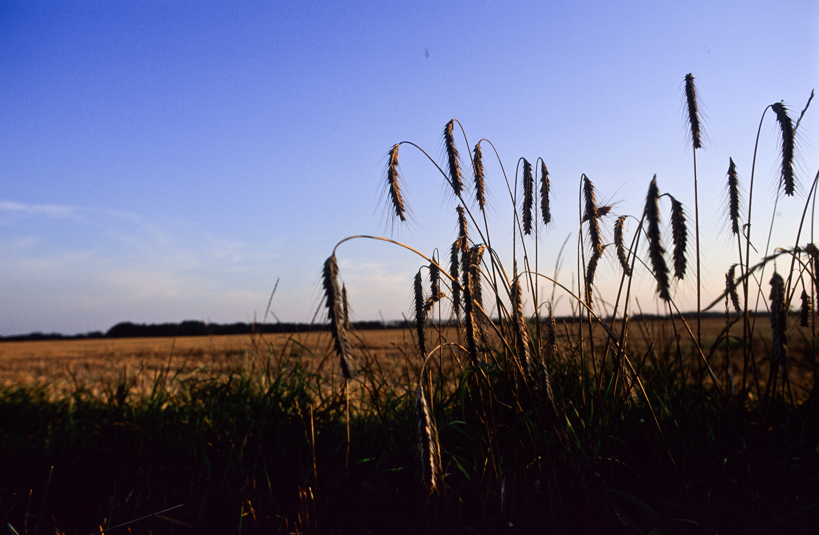 auf dem Feld,blaue Stunde