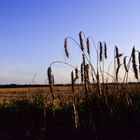 auf dem Feld,blaue Stunde