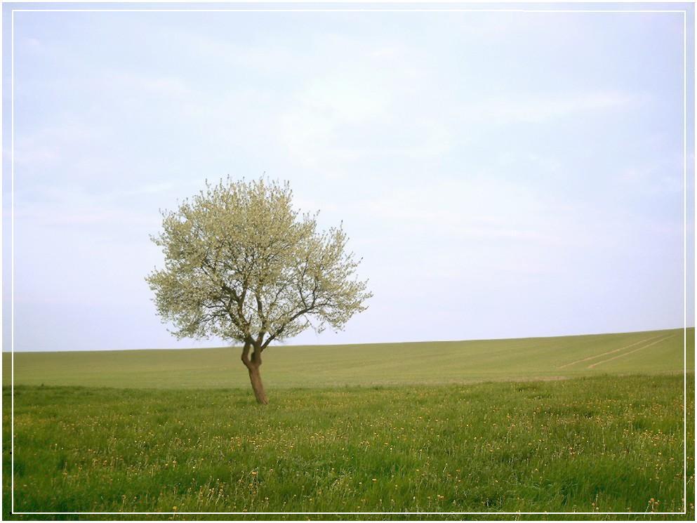 Auf dem Felde II