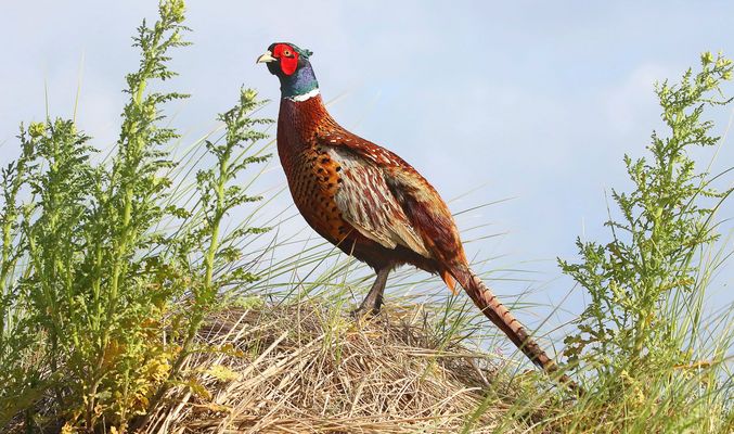 Auf dem Feldherrnhügel