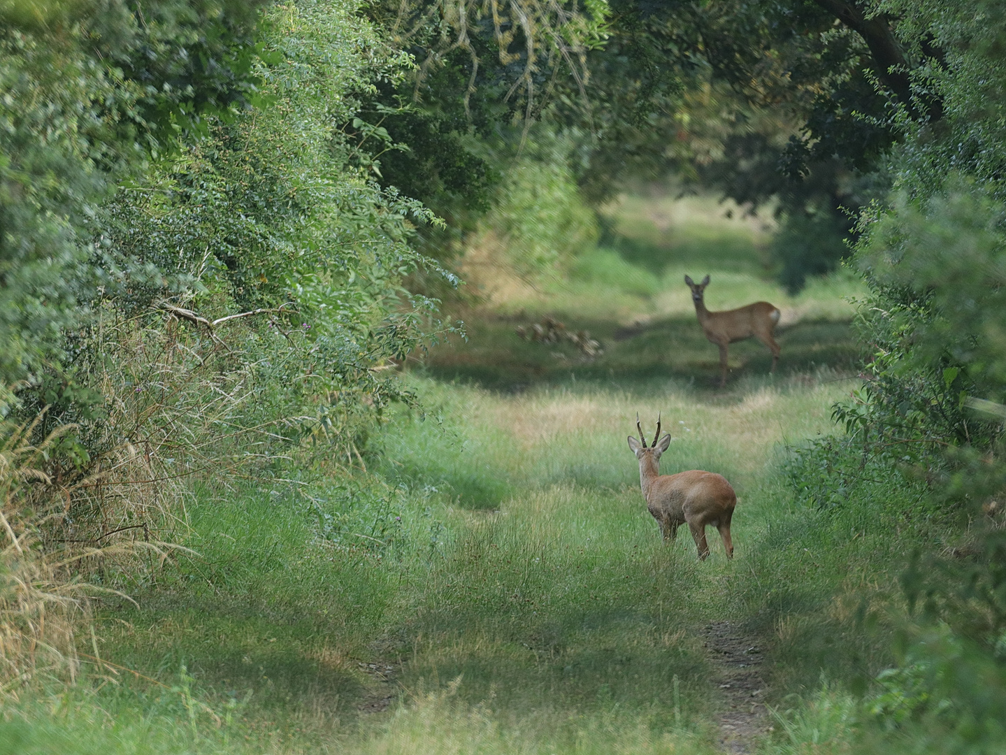 Auf dem Feldweg 1