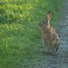 Auf dem Feldweg