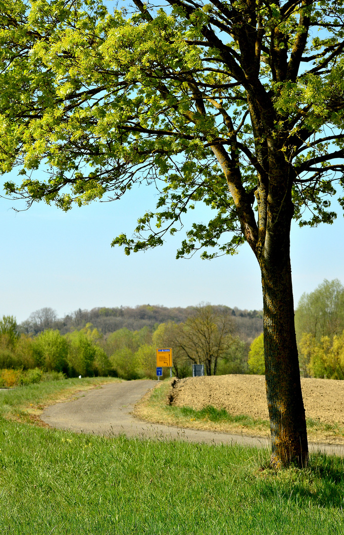 Auf dem Feldweg 