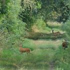 Auf dem Feldweg