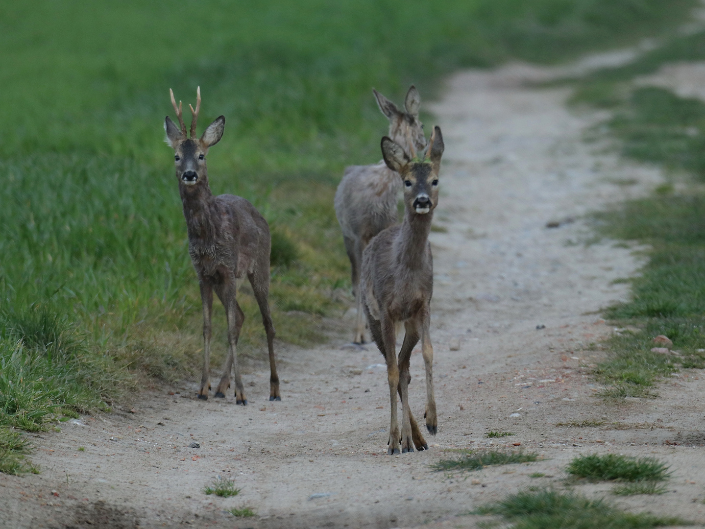 Auf dem Feldweg