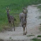 Auf dem Feldweg