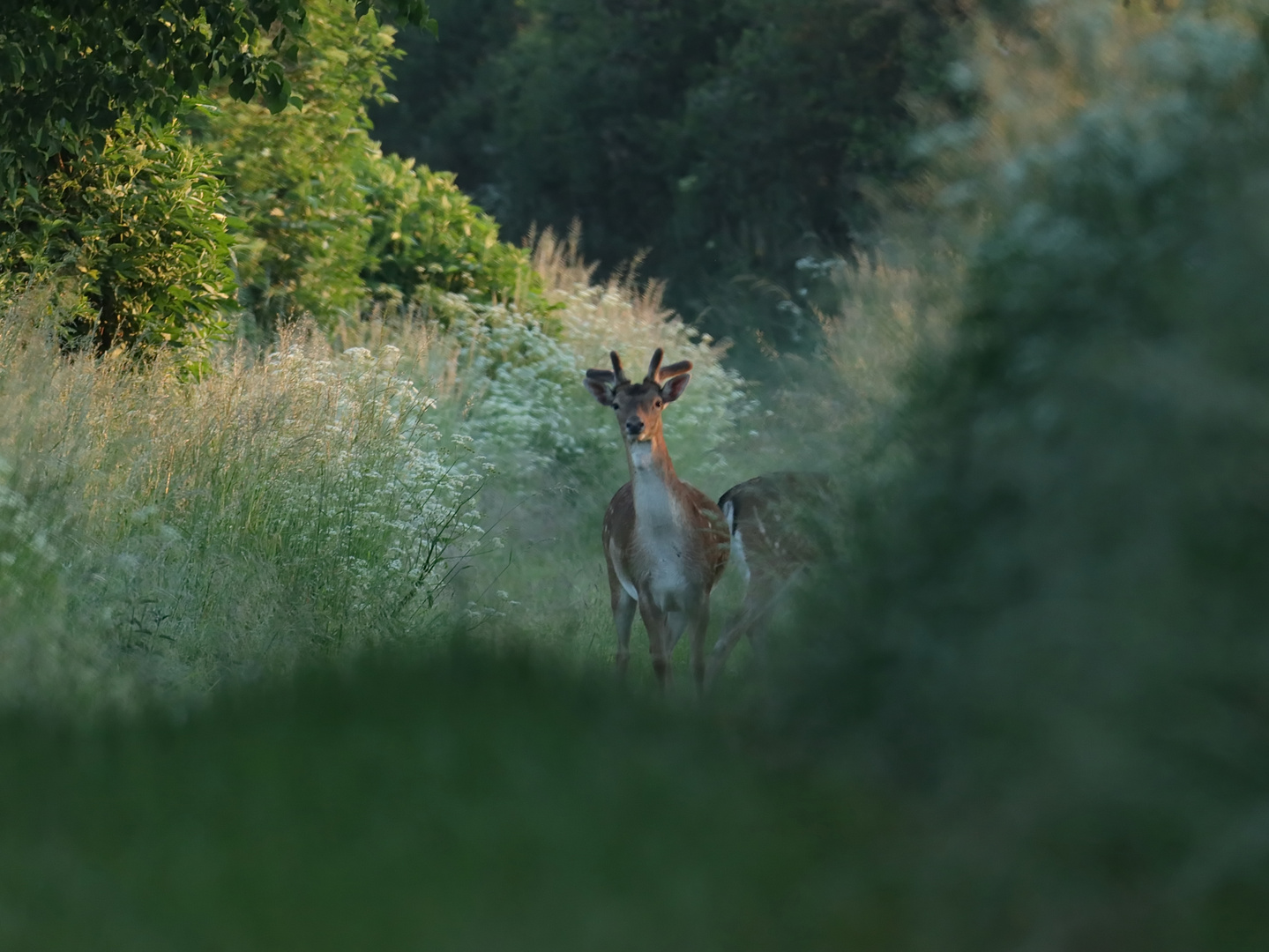 Auf dem Feldweg