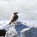 auf dem Felsen angekommen