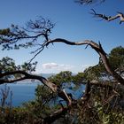 Auf dem Felsen von Gibraltar