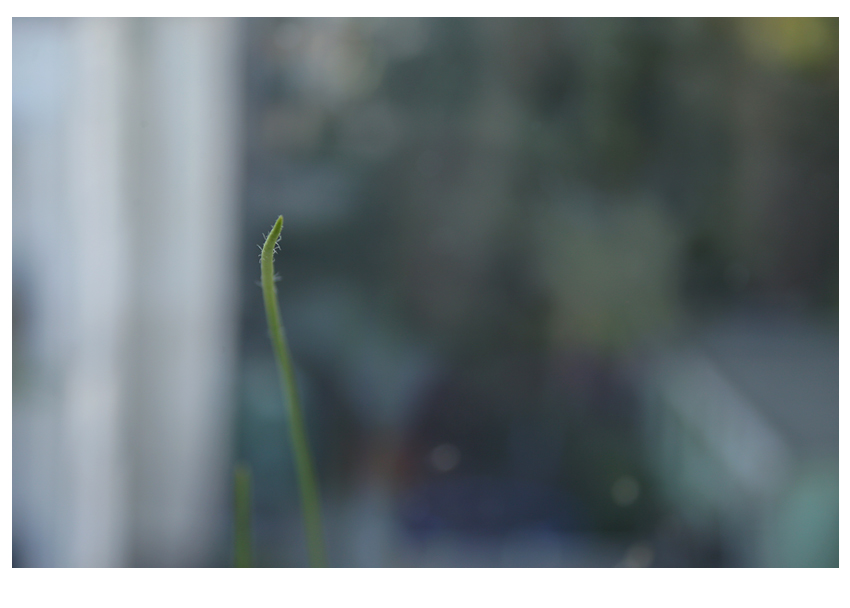 auf dem fensterbrett im september