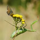 Auf dem "Feuerstuhl"? Gefahr in Verzug für den Feuerfalter  (Lycaena tityrus)