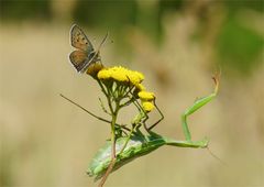 Auf dem "Feuerstuhl"? Gefahr in Verzug für den Feuerfalter  (Lycaena tityrus)