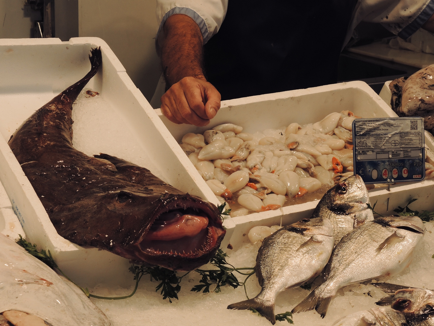 Auf dem Fischmarkt in Cádiz (1)