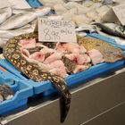 Auf dem Fischmarkt in Cádiz (2)