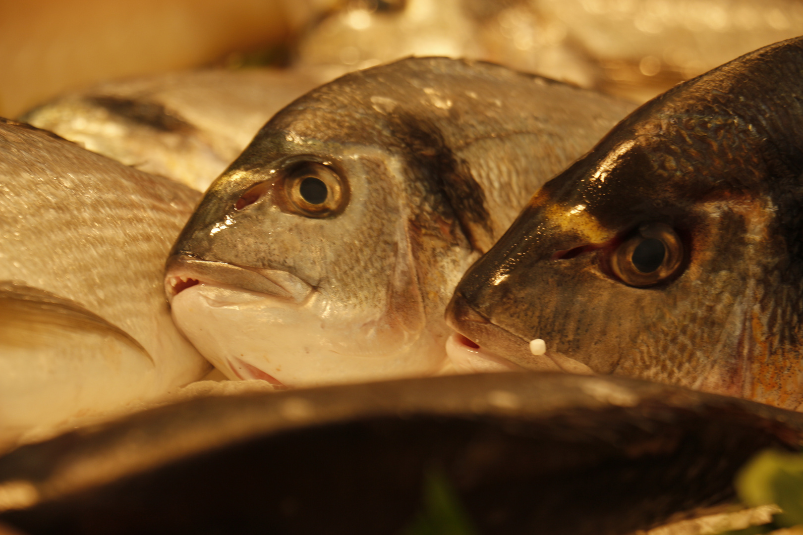 Auf dem Fischmarkt in Cadiz