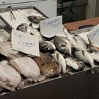 Auf dem Fischmarkt von Cádiz (10)