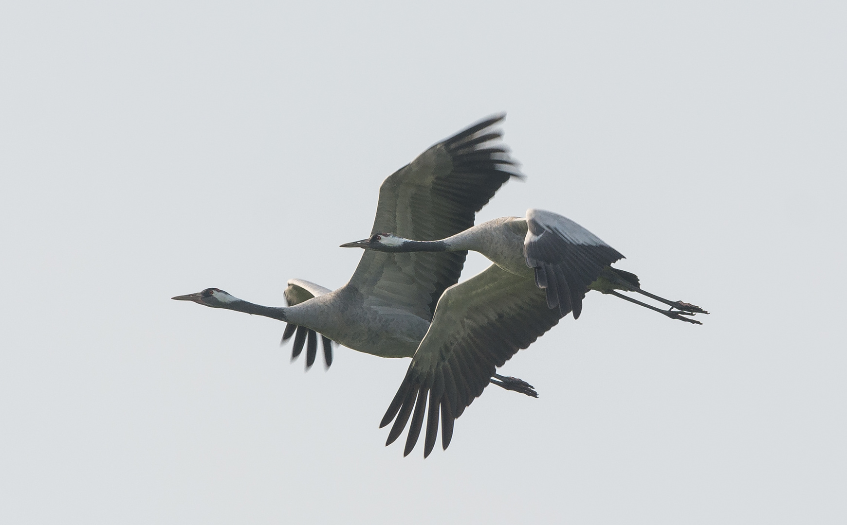 Auf dem Flug