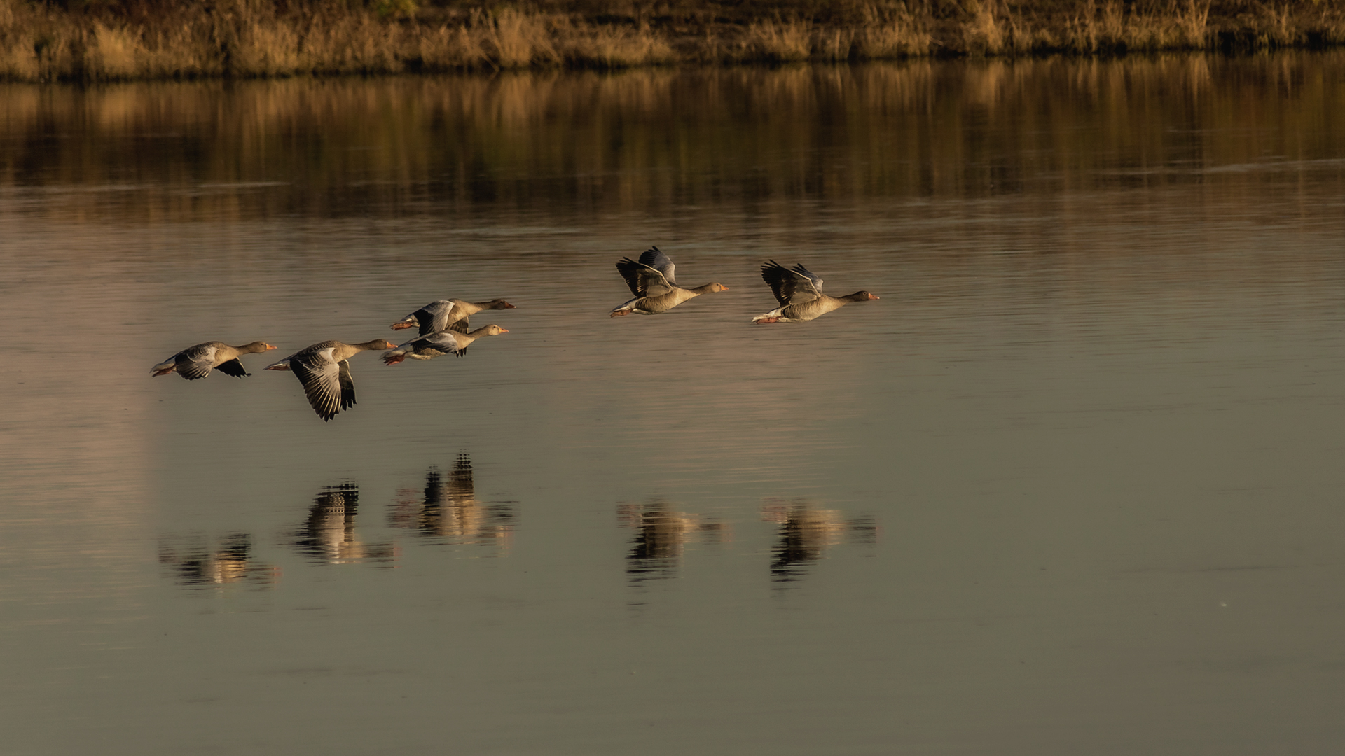 auf dem Flug nach Süden