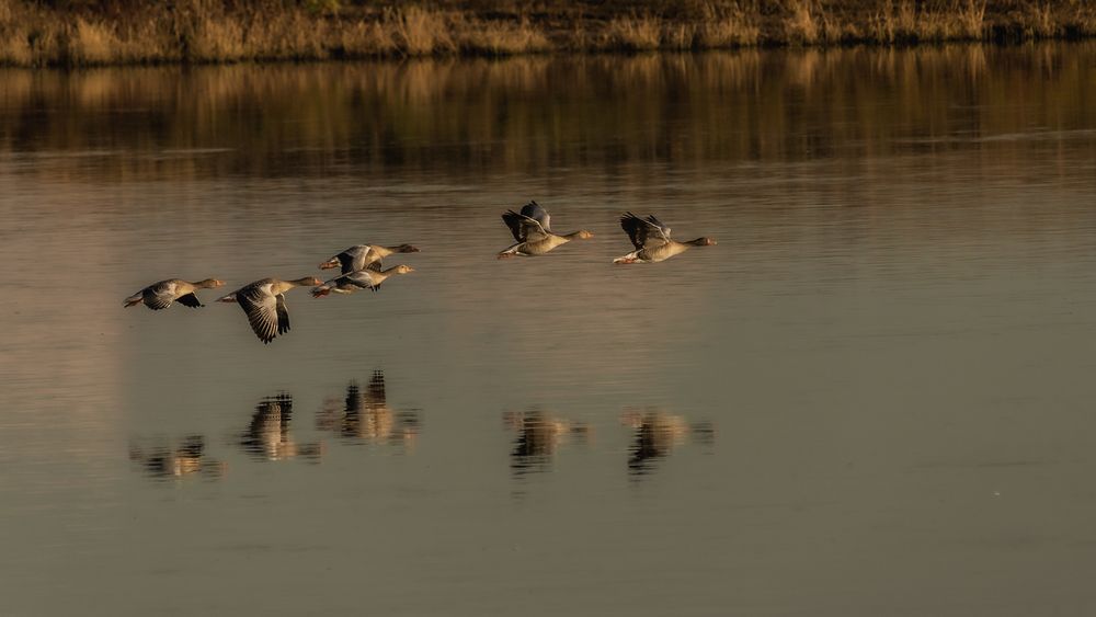 auf dem Flug nach Süden