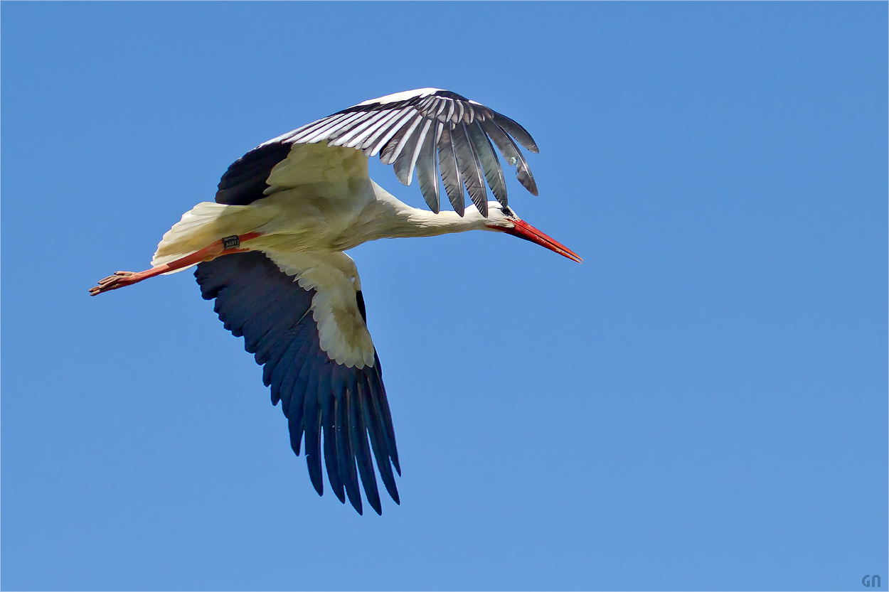 Auf dem Flug zum Nest