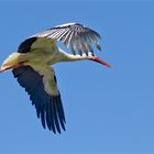 Auf dem Flug zum Nest