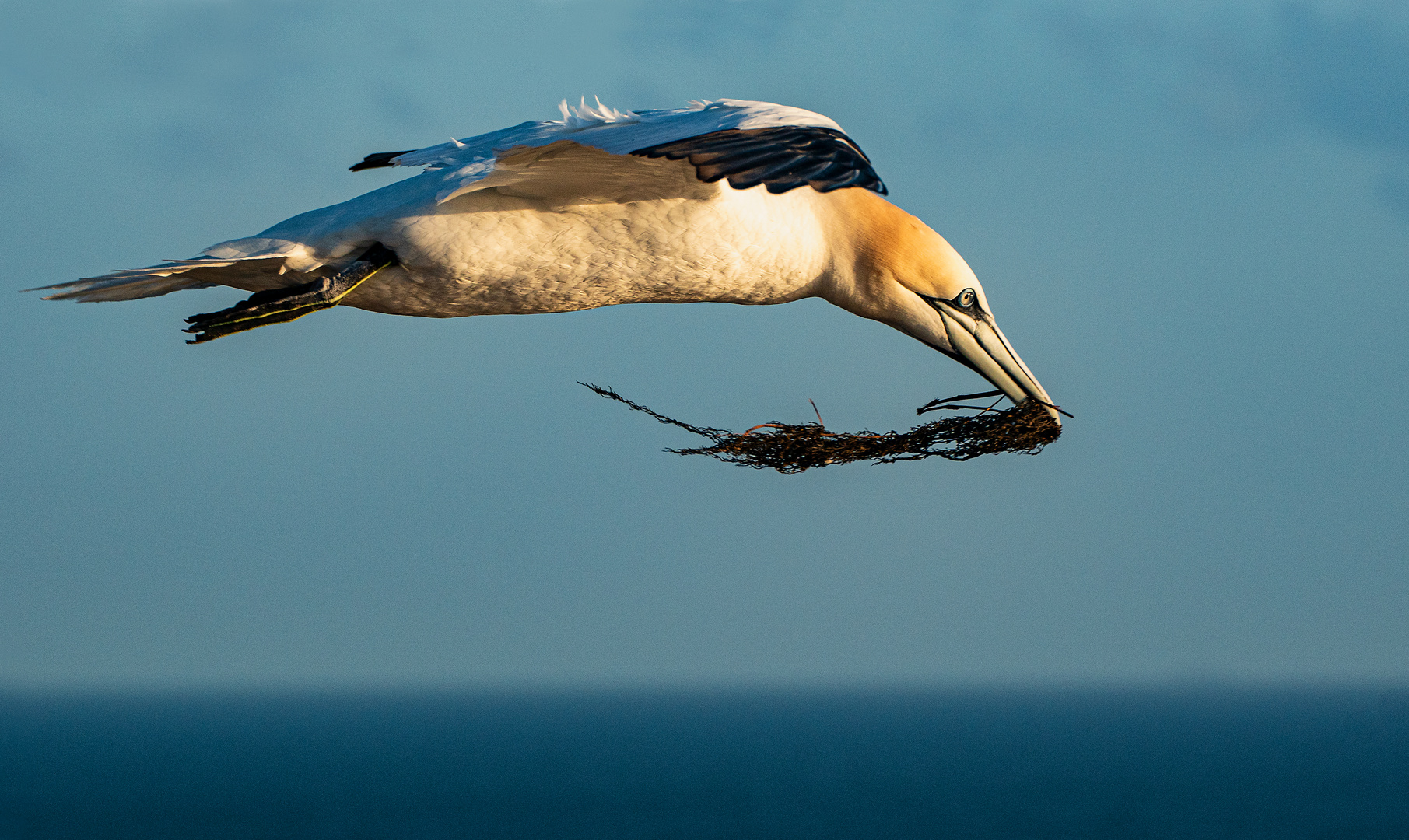 auf dem Flug zum Nest