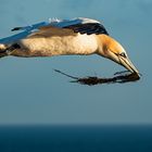 auf dem Flug zum Nest