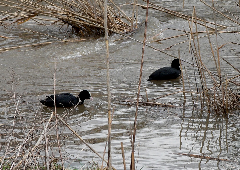 Auf dem Fluss