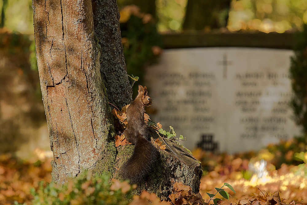 Auf dem Friedhof