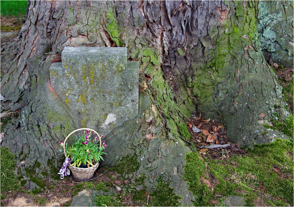 Auf dem Friedhof von Bad Nauheim (II)