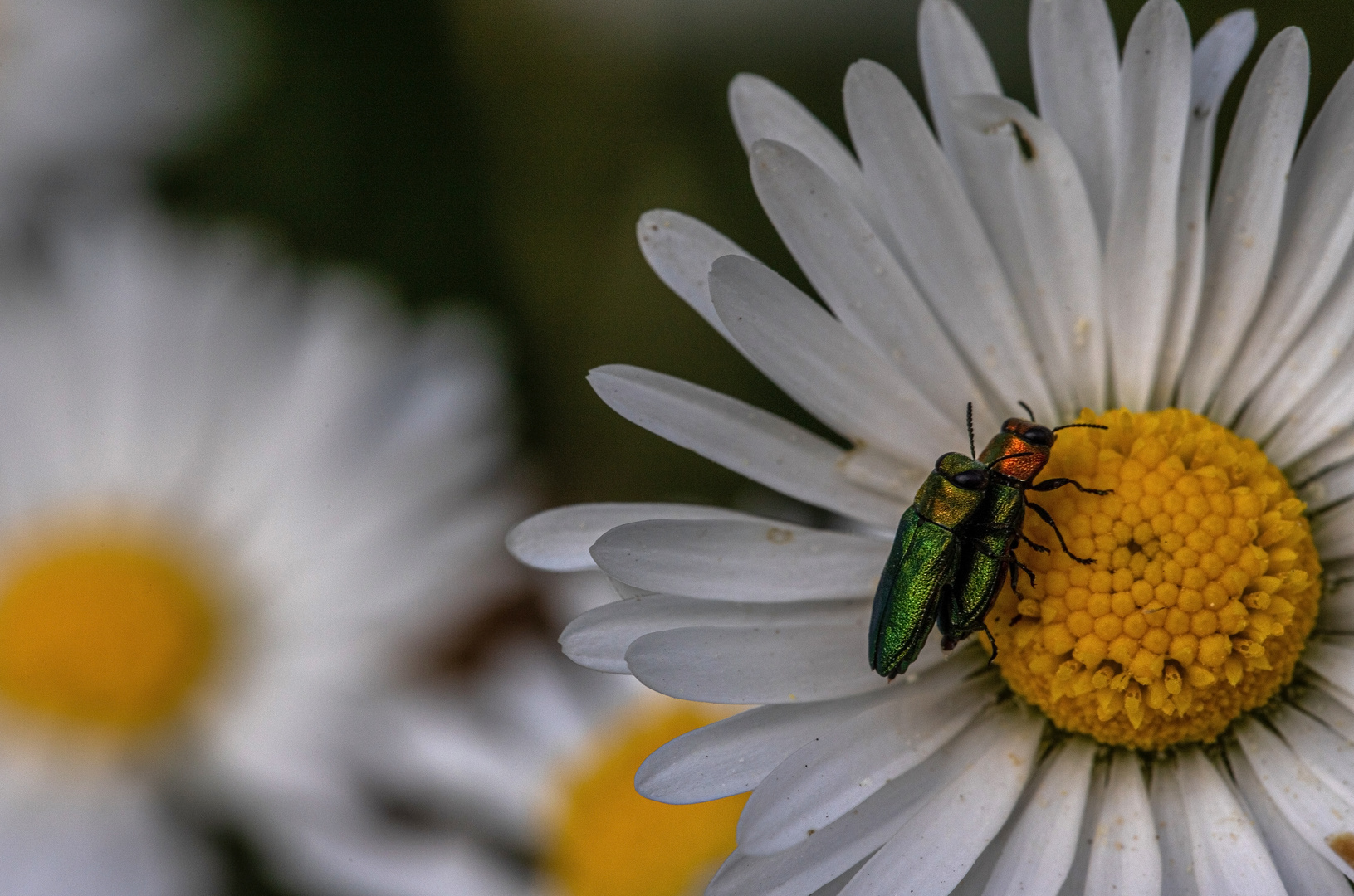 Auf dem Gänseblümchen