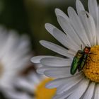 Auf dem Gänseblümchen