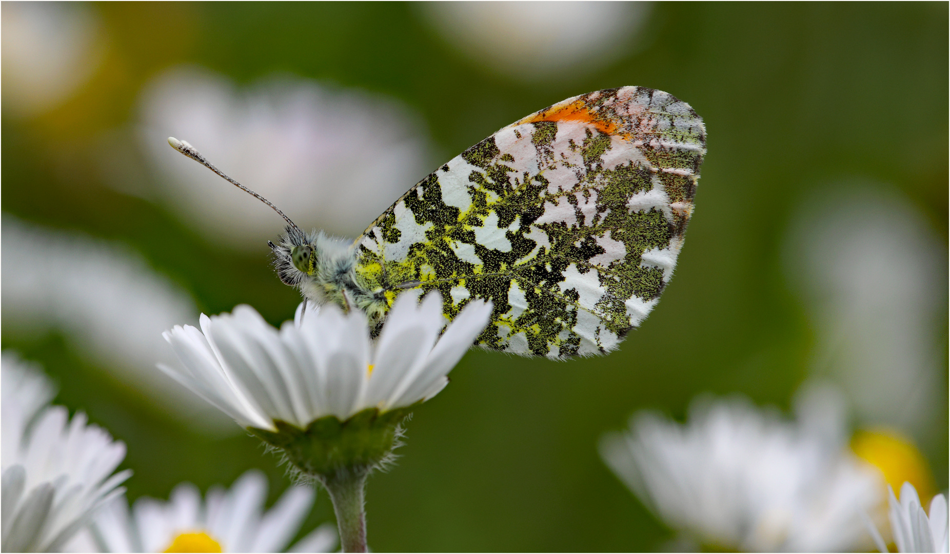 Auf dem Gänseblümchen