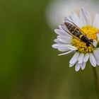 Auf dem Gänseblümchen