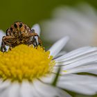 auf dem gänseblümchen