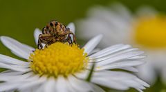 auf dem gänseblümchen