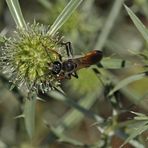 Auf dem Gailenberg: Heuschrecken – Sandwespe auf Feld – Mannstreu 01