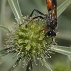 Auf dem Gailenberg: Heuschrecken – Sandwespe auf Feld – Mannstreu 02