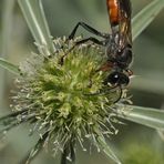 Auf dem Gailenberg: Heuschrecken – Sandwespe auf Feld – Mannstreu 02