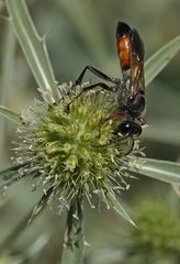 Auf dem Gailenberg: Heuschrecken – Sandwespe auf Feld – Mannstreu 02