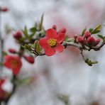 Auf dem Gailenberg: Japanische Zierquitte